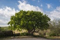 Ficus carica Ã¢â¬â Common fig tree. Garraf, Spain Royalty Free Stock Photo